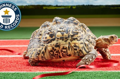 The fastest turtle in the world