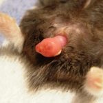 The hamster has blood from the anus (under the tail)