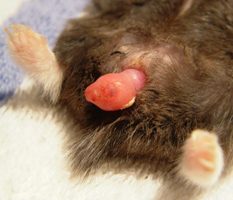 The hamster has blood from the anus (under the tail)