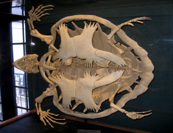 The structure of the turtle skeleton, features of the spine and skull