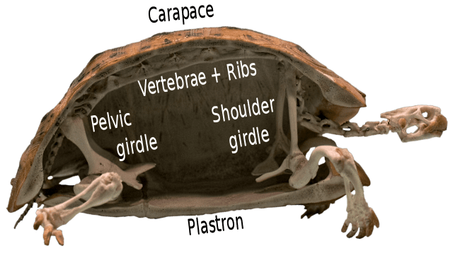 The structure of the turtle skeleton, features of the spine and skull
