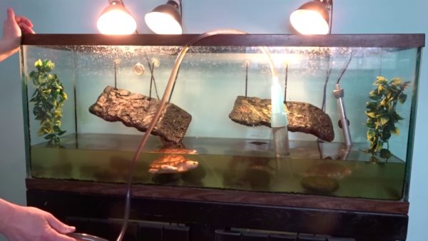 Turtle Aquarium Care: Cleaning and Maintenance