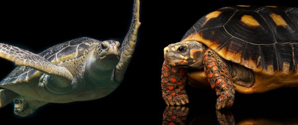 Turtles from the Red Book of Russia and the World (photo and description)