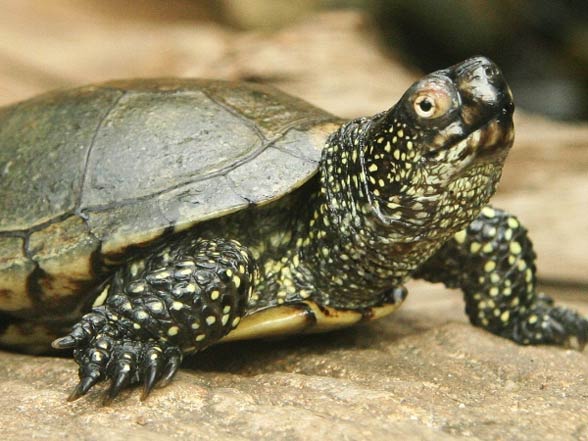 Turtles in Russia: what species live and are found in our nature
