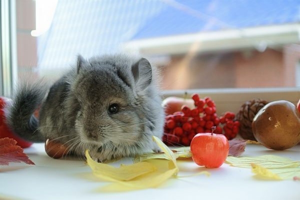 Types and breeds of chinchillas with photos and names of different colors