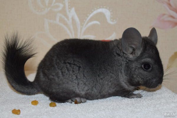 Types and breeds of chinchillas with photos and names of different colors