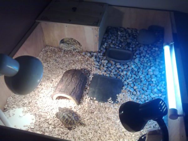 UV lamp for turtles: the choice and use of lighting for aquariums and terrariums with red-eared and terrestrial turtles