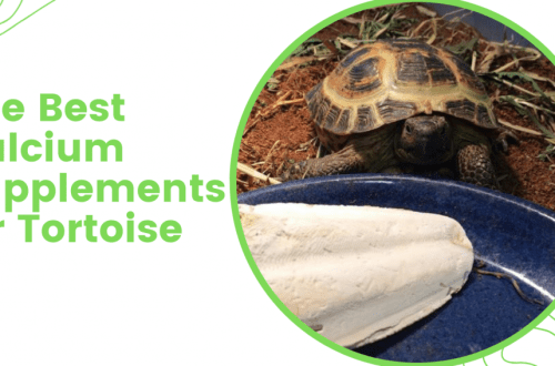 Vitamins and calcium for red-eared and tortoises