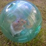 Walking ball for chinchillas: the right choice and DIY
