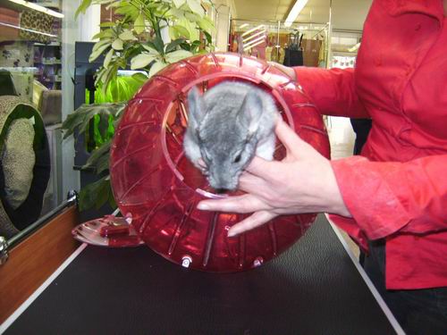 Walking ball for chinchillas: the right choice and DIY