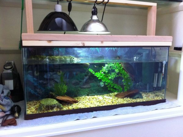 Water temperature for red-eared turtles in an aquarium, how many degrees are optimal?
