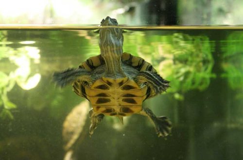 Water temperature for red-eared turtles in an aquarium, how many degrees are optimal?