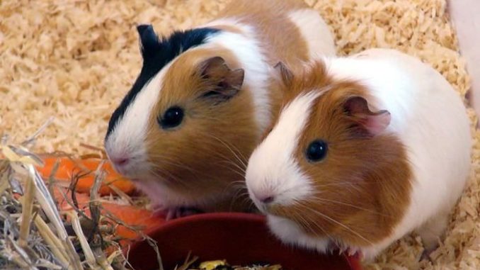 What cereals can be given to guinea pigs