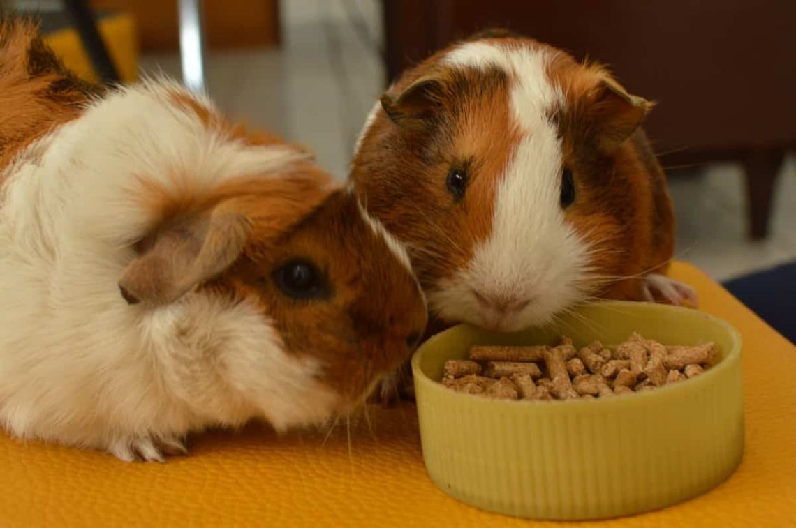 What cereals can be given to guinea pigs