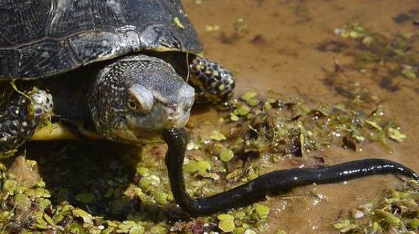 What do marsh turtles eat, how to feed at home