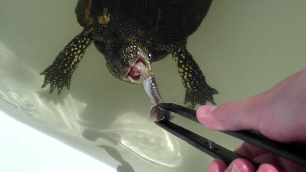 What do marsh turtles eat, how to feed at home