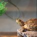 Turtle Aquarium Care: Cleaning and Maintenance