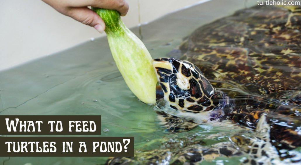 What do river turtles eat, how to feed at home