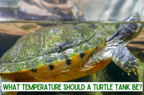 What is the body temperature of a turtle