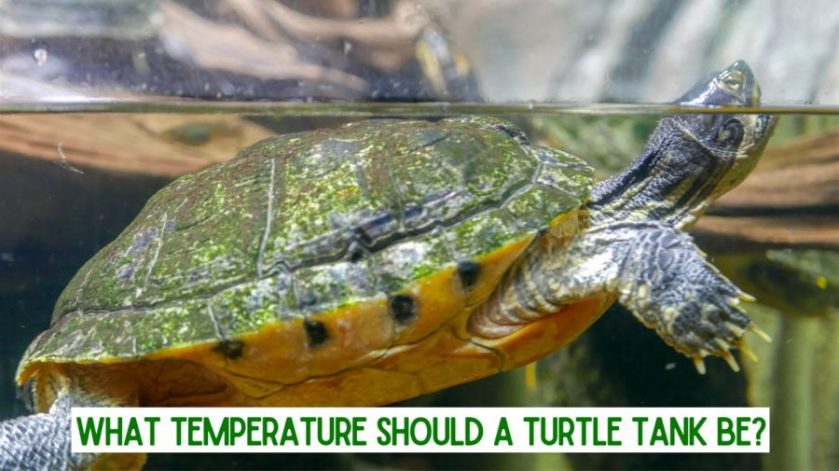 What is the body temperature of a turtle