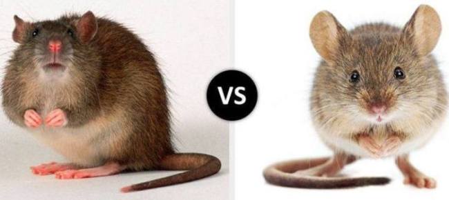 What is the difference between a mouse and a rat (photo) - comparative table