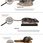 What is the difference between a mouse and a rat (photo) – comparative table
