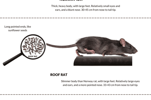 What is the difference between a mouse and a rat (photo) &#8211; comparative table