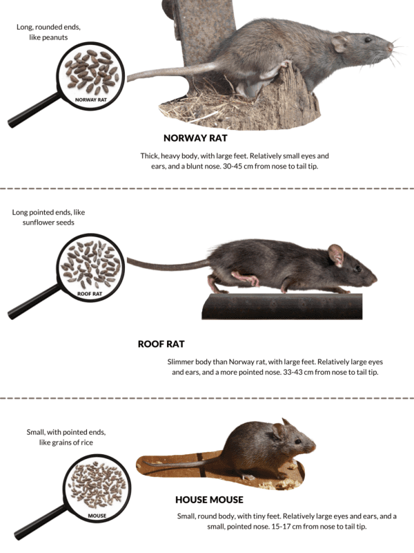 What is the difference between a mouse and a rat (photo) &#8211; comparative table