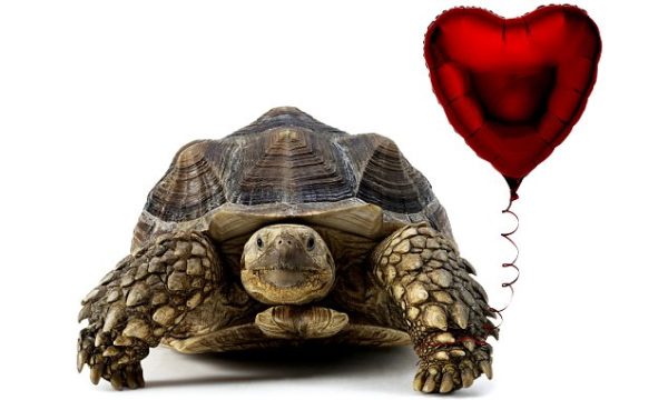 What is the heart of turtles and what color is their blood?