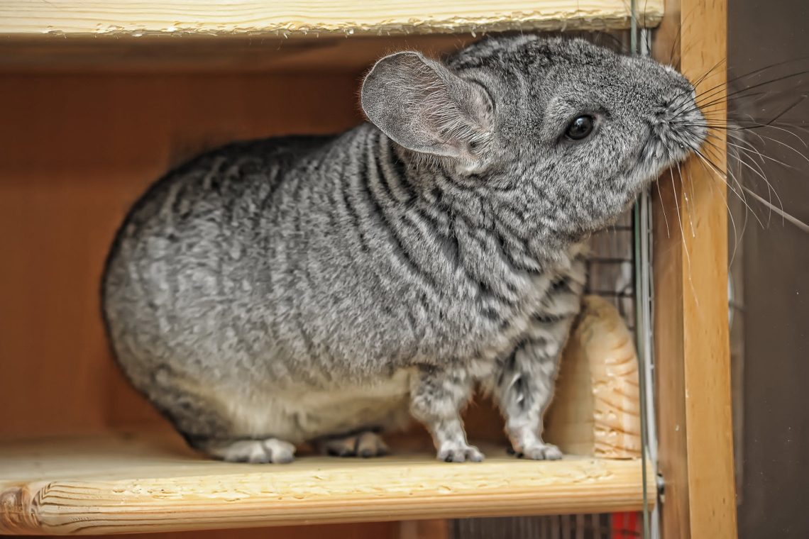 What to do if a chinchilla has constipation: symptoms, treatment, prevention