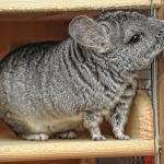 What to do if a chinchilla has constipation: symptoms, treatment, prevention