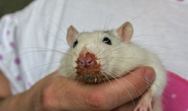 What to do if a rat sneezes
