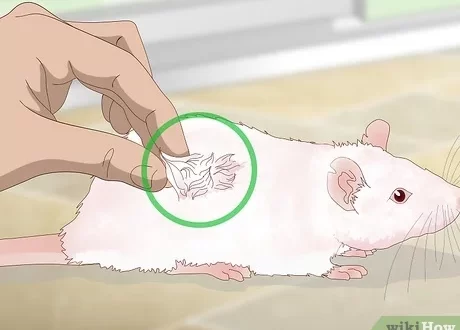 What to do if a rat sneezes
