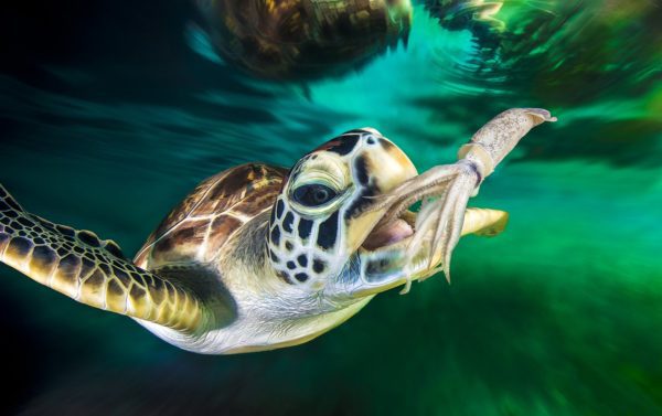 What turtles eat in nature, the diet of marine, freshwater and land turtles
