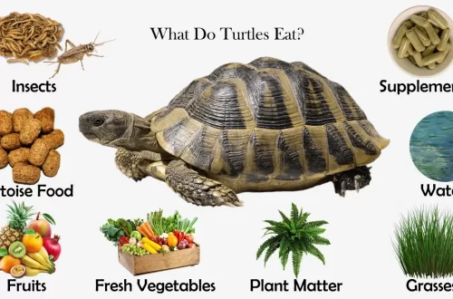 What turtles eat in nature, the diet of marine, freshwater and land turtles