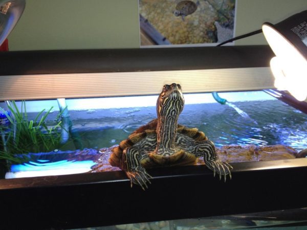 What water does a red-eared turtle need, how much to pour into an aquarium when kept at home