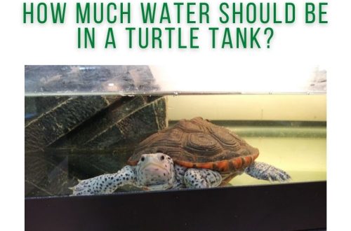 What water does a red-eared turtle need, how much to pour into an aquarium when kept at home