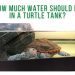 Is a turtle an amphibian (amphibian) or a reptile (reptile)?