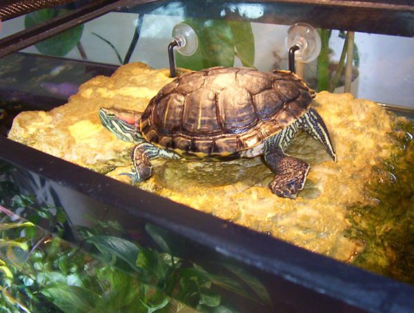 What you need for a red-eared turtle in an aquarium for keeping at home (list of necessary)