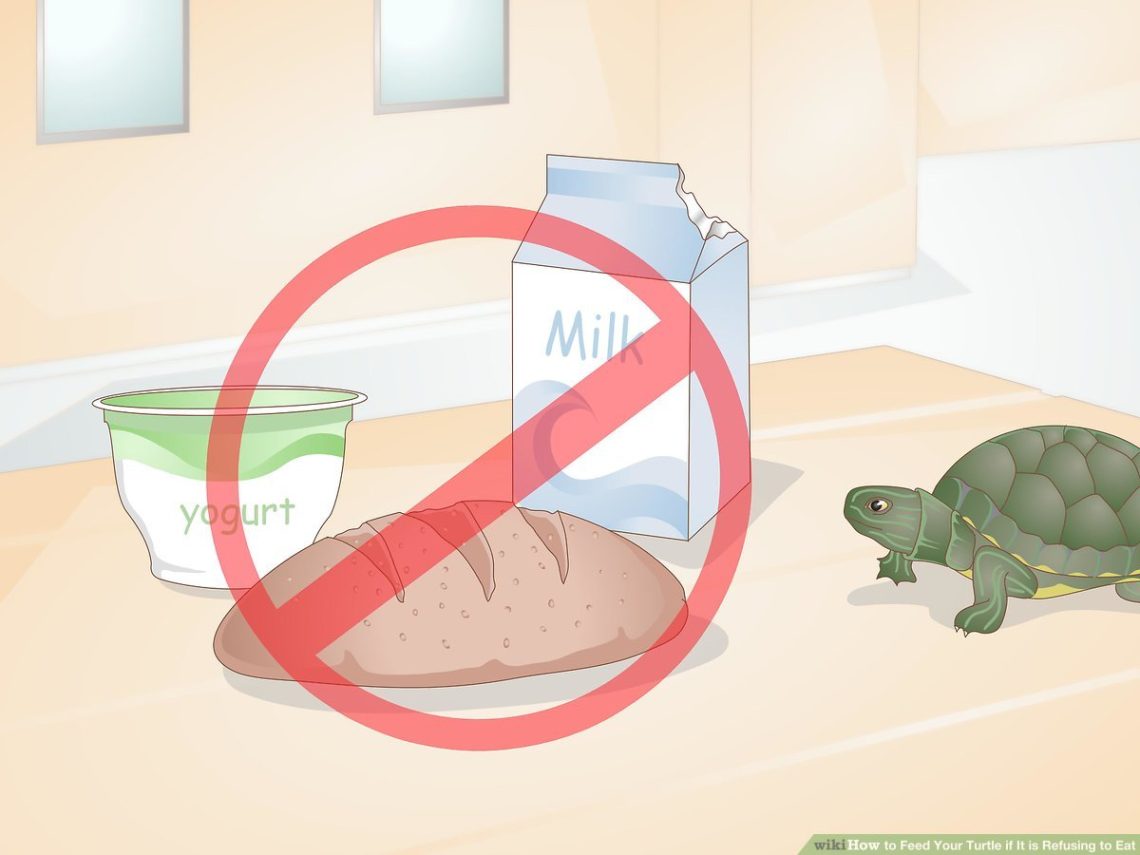 Where to give the turtle if it is no longer needed