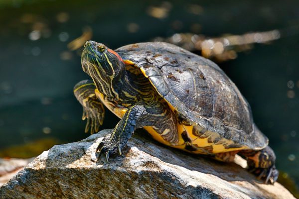 Which turtle is better to have at home for a child, how to choose the right one