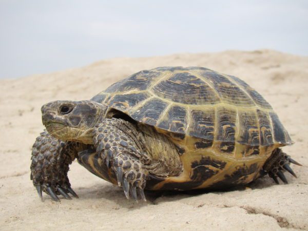 Which turtle is better to have at home for a child, how to choose the right one