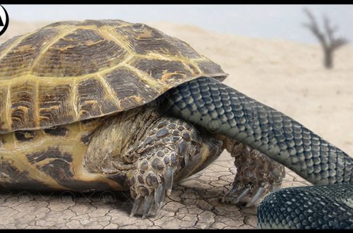 Who eats turtles, how does a turtle defend itself from its enemies in nature