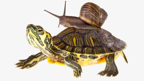 Who is faster: a snail or a turtle?