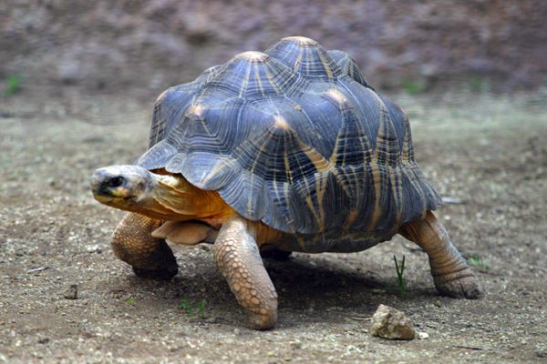 Why are turtles slow?