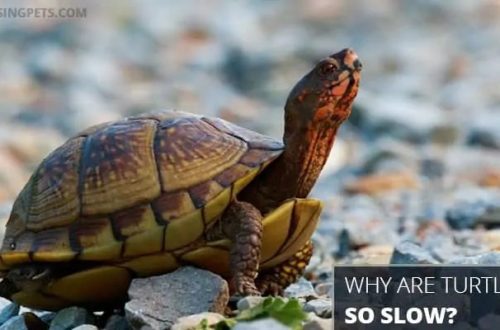 Why are turtles slow?