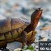 Pneumonia in red-eared and tortoises: symptoms and home treatment