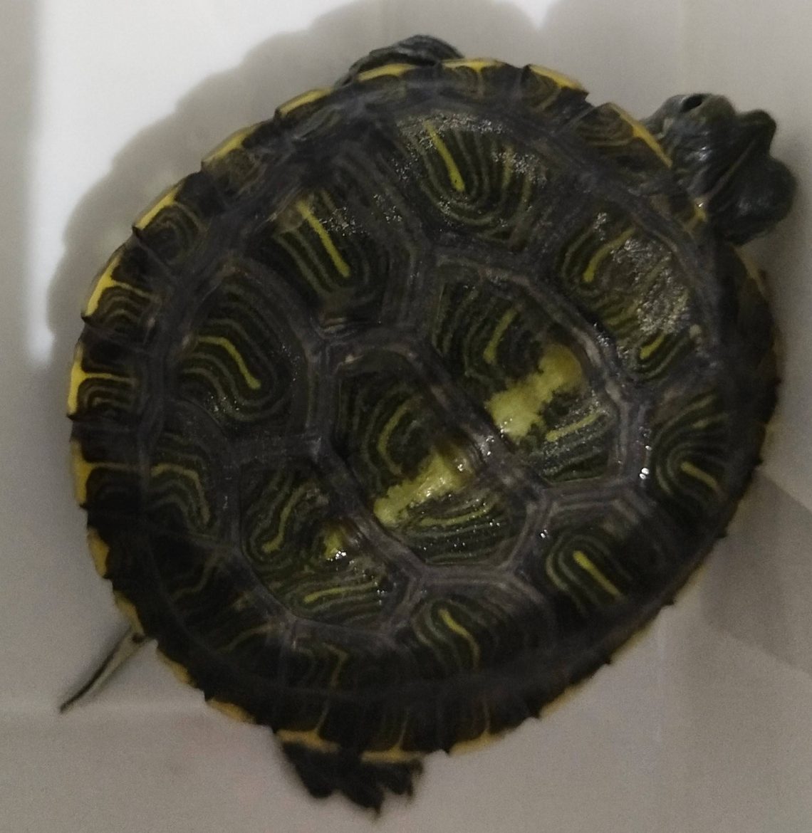 Why did the shell of the red-eared turtle turn dark or green?