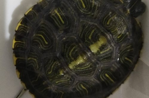 Why did the shell of the red-eared turtle turn dark or green?