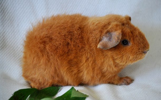 Why does a guinea pig shed, what to do with a strong and constant molt?
